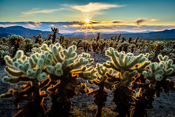 Cholla Garden Daybreak
