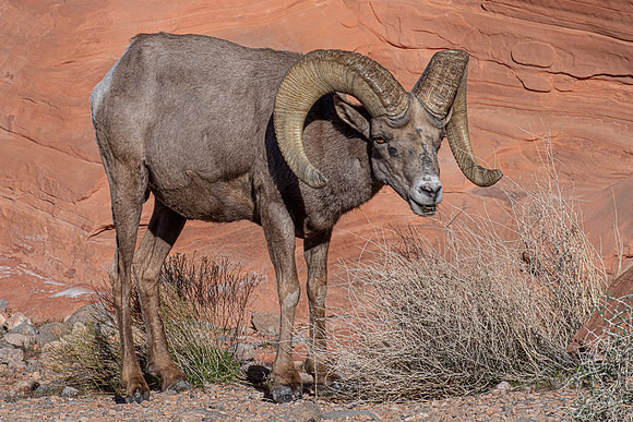 Battle Scared, Valley of Fire