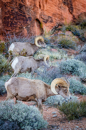 Three Brothers, Valley of Fire