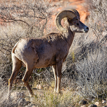 At Attention, Valley of Fire