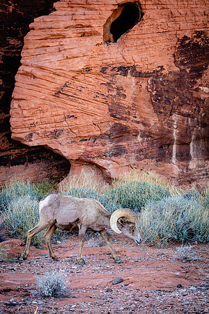 Red Rock Ramble, Valley of Fire