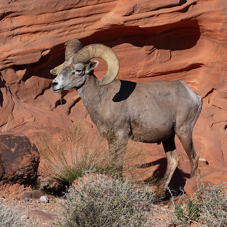Bad Boy, Valley of Fire