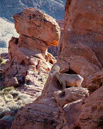 Environmental Ram Portrait, Valley of Fire