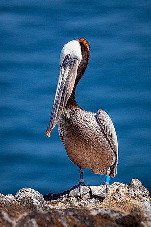 Pelican Portrait