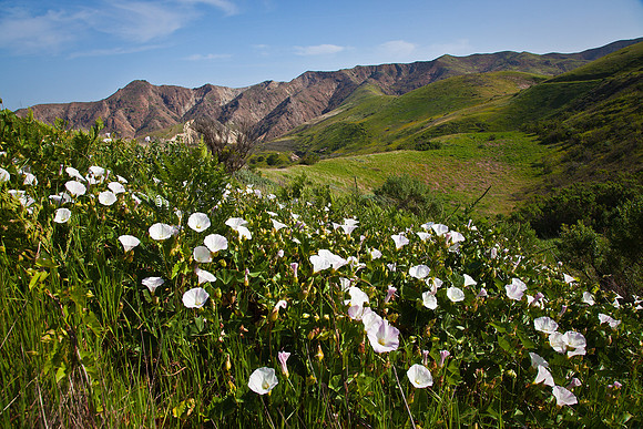 Glorious Morning, Montanon Ridge-Santa Cruz Island