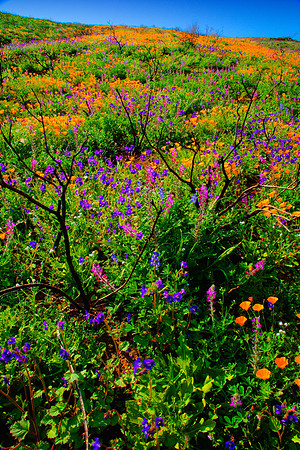Wildflower HDR, La Jolla Canyon