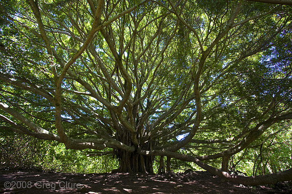 Banyon Tree, Pipiwai Trail, Maui