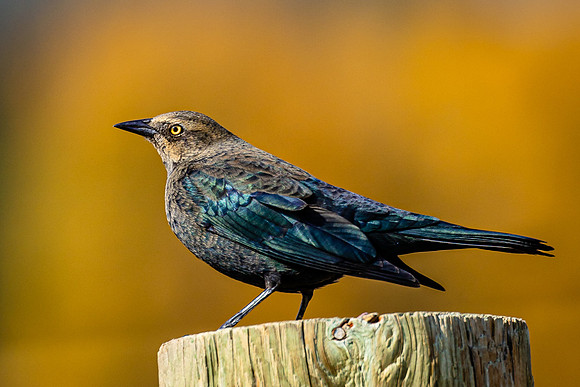 Brown-headed Cowbird, Mormon Row, Grand Teton NP