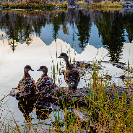 Ducks-in-a-Row, Schwabacher Landing, Grand Teton NP