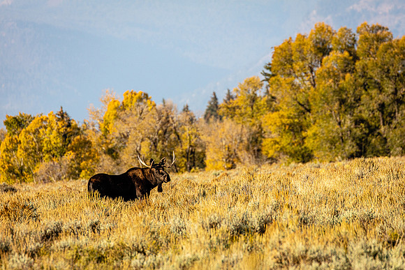 Bull Moose in Sage Scrube, Grand Teton NP