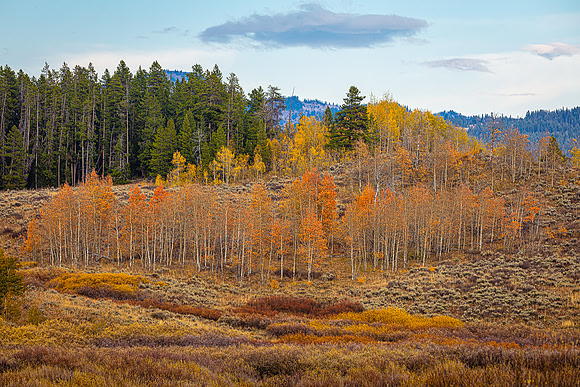 Aspen Rows, Grand Teton NP