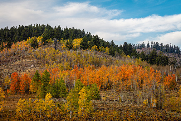 Fall Color, Grand Teton NP