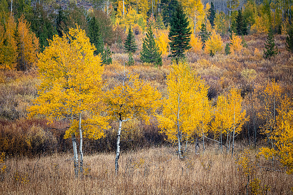 Aspen Trees, Grand Teton NP