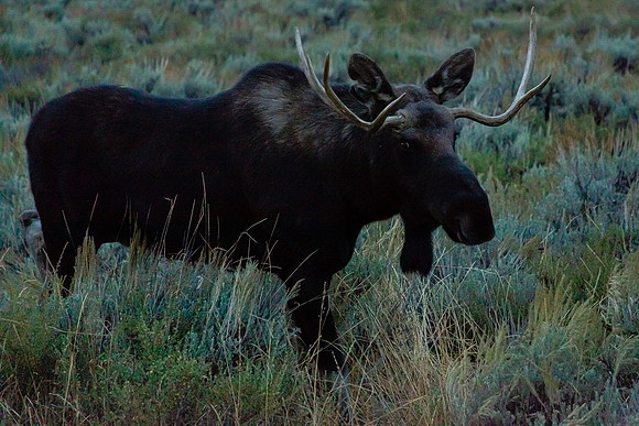 Moose Mug, Grand Teton NP
