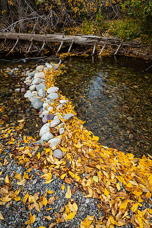 Pilgrim Creek Leaf Dam, Grand Teton NP
