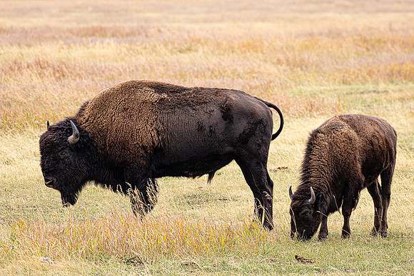 American Bison, Grand Teton NP