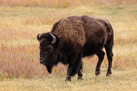 Bison Bull, Grand Teton NP