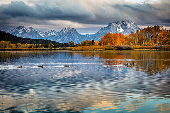 Canadian Geese on Oxbow Bend, Grand Teton NP