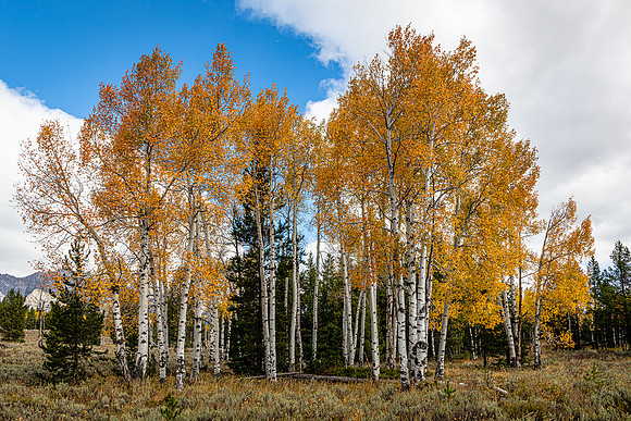 Aspen Stand, Moose-Wilson Road, Grand Teton NP