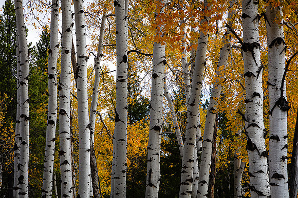 Aspen Trunks, Moose-Wilson Road, Grand Teton NP