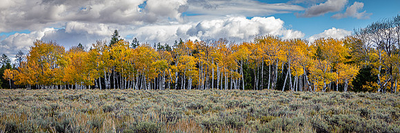 Aspen Stand along Oxbow Bend, Grand Teton NP