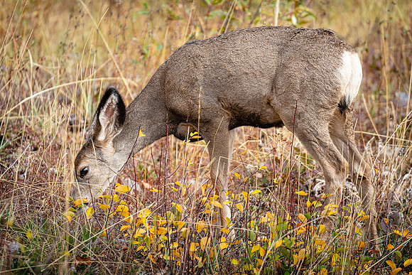 Fawn, Grand Teton NP