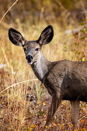 Doe, Grand Teton NP