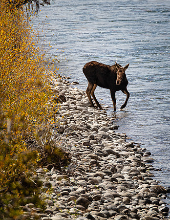 Baby Moose at Snake River's Edge, Grand Teton NP