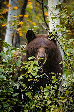 Bear, Moose-Wilson Road, Grand Teton NP
