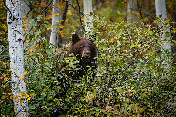 Bear in the Aspens, Moose-Wilson Road, Grand Teton NP