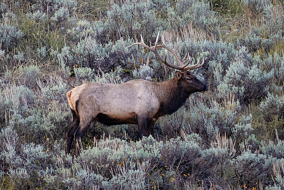 Bull Elk, Moose-Wilson Road, Grand Teton NP