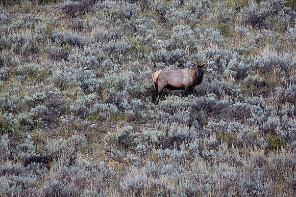 Elk and Sages, Moose-Wilson Road, Grand Teton NP