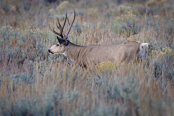 Mule Deer Stagg, Moose-Wilson Road, Grand Teton NP