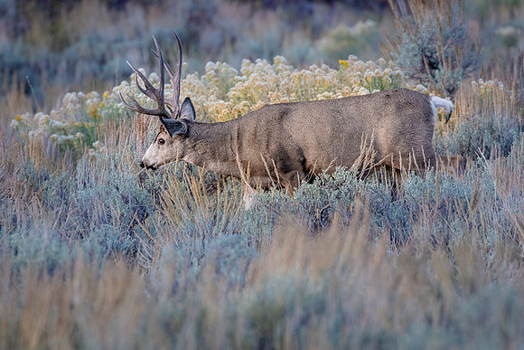 Stagg, Moose-Willson Road, Grand Teton NP
