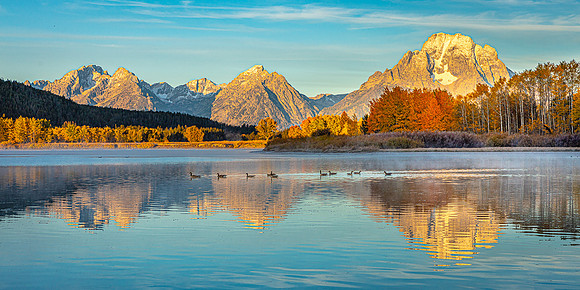 Canadian Geese at Sunrise, Oxbow Bend, Grand Teton NP