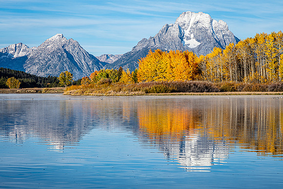 Golden Aspens at Oxbow Bend, Grand Teton NP
