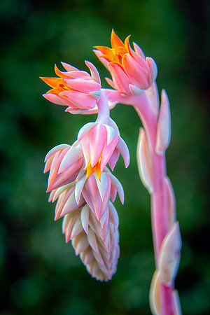 Live-Forever Bloom