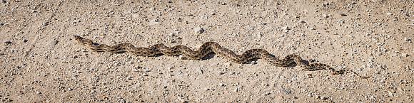 Gopher Snake, Carrizo Plain NM