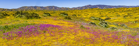 Owls Clover & Goldfields 1X3 Pano, Carrizo Plain NM