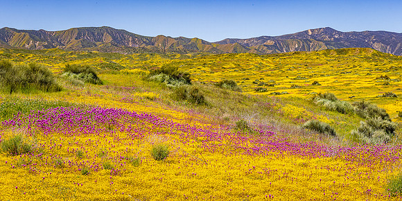 Owls Clover & Goldfields 1X2 Pano, Carrizo Plain NM