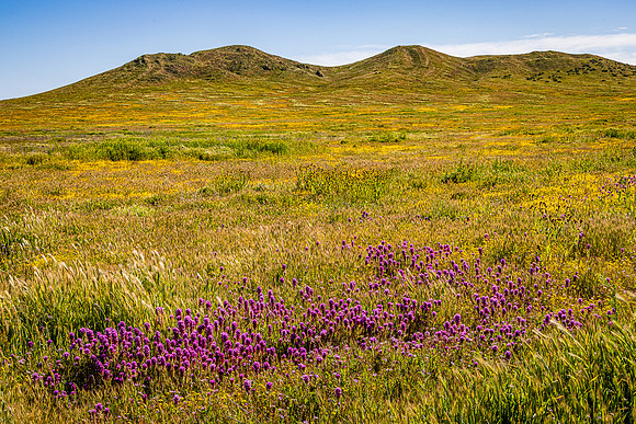 Owls Clover Patch, Carrizo Plain NM