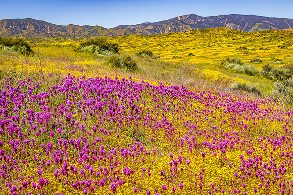 Owls Clover & Goldfields, Carrizo Plain NM