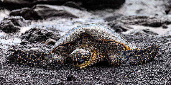 The Ancient Mariner, Hawaii