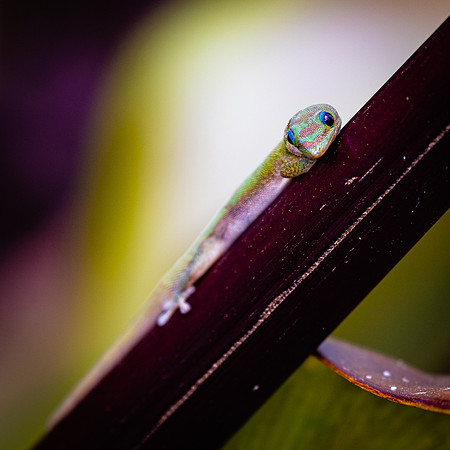 Gecko Spotlight, Hawaii