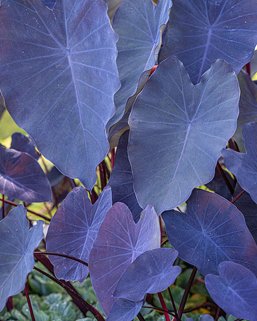 Black Taro, Hawaii