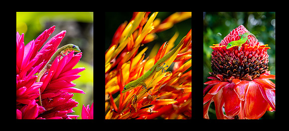 Gecko Triptych, Hawaii