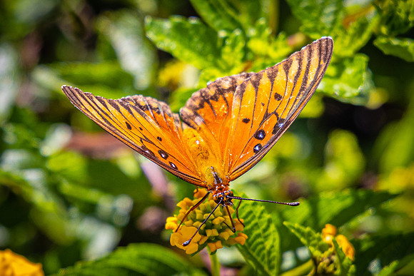 Hawaiian Butterly