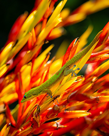 Gecko on Flame Ginger 2