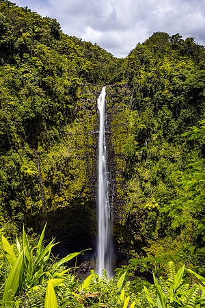 Akaka Morning, Hawaii