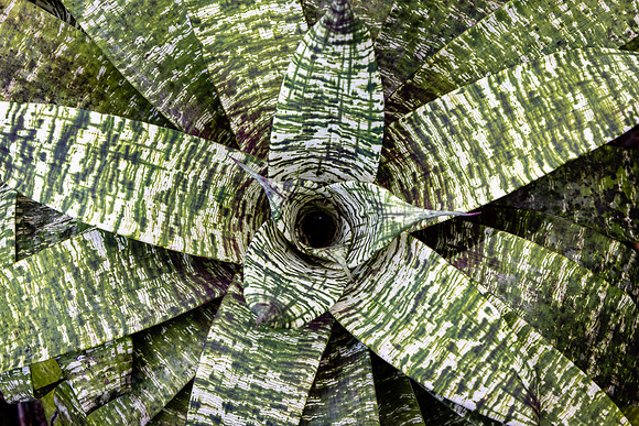 Urn Bromeliad, Hawaii